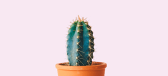 A cactus in front of the pink background